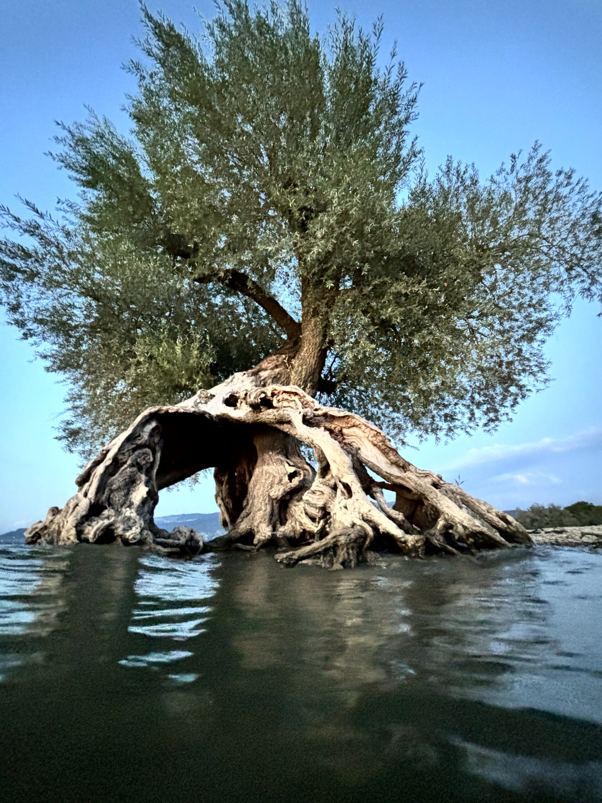 Alberi_monumentali_1