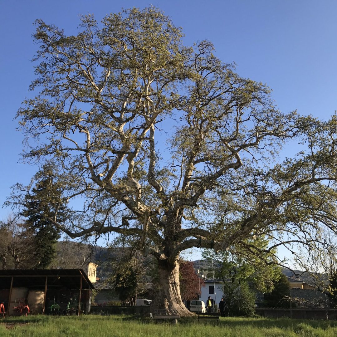 Albero_monumentale