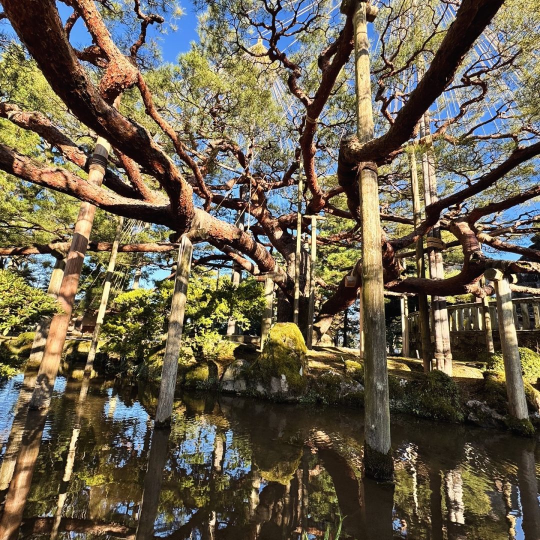 Consolidamento_arboreo